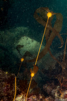 Nereocystis luetkeana (Bull Kelp)
