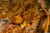 Scorpaenichthys marmoratus (Cabezon)