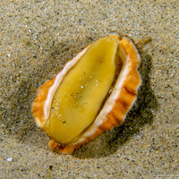 Mopalia lignosa (Woody Chiton)