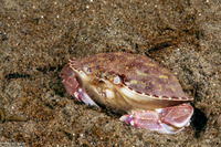 Metacarcinus gracilis (Graceful Crab)