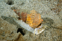Nassarius fossatus (Giant Western Nassa)