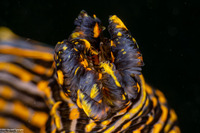 Polycera atra (Black Dorid)