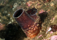 Chaceia ovoidea (Wart-Neck Piddock)