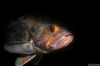 Sebastes auriculatus (Brown Rockfish)