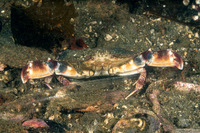 Cancer productus (Red Rock Crab)