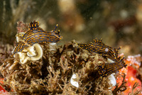 Polycera atra (Black Dorid)