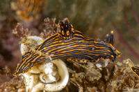 Polycera atra (Black Dorid)