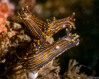 Polycera atra (Black Dorid)