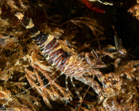 Heptacarpus palpator (Intertidal Coastal Shrimp)