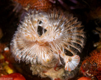 Serpula columbiana (Serpulid Worm)