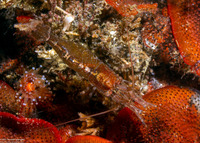 Heptacarpus palpator (Intertidal Coastal Shrimp)