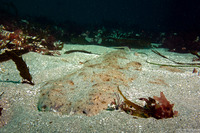Squatina californica (Angel Shark)