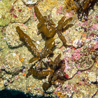 Stephanocystis osmundacea (Chain-Bladder Kelp)