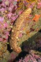 Parastichopus californicus (California Sea Cucumber)