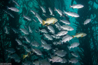 Sebastes mystinus (Blue Rockfish)