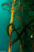 Macrocystis pyrifera (Giant Kelp)