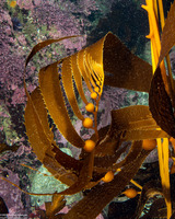 Macrocystis pyrifera (Giant Kelp)