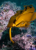 Eisenia arborea (Southern Sea Palm)