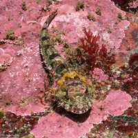 Artedius corallinus (Coralline Sculpin)