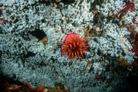 Trididemnum sp.1 (Trididemnum sp.1)