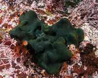 Codium setchellii (Smooth Spongy Cushion)