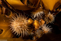 Epiactis prolifera (Proliferating Anemone)