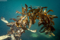 Egregia menziesii (Feather Boa Kelp)