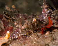 Pandalus danae (Dock Shrimp)