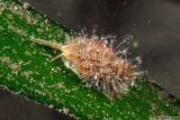Schuchertinia milleri (Hedgehog Hydroid)