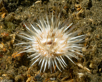 Diadumene leucolena (Ghost Anemone)