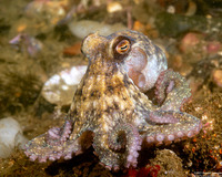 Octopus rubescens (Red Octopus)