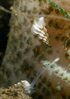 Epitonium tinctum (Tinted Wentletrap)