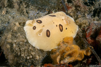 Diaulula sandiegensis (San Diego Dorid)