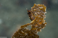 Polycera atra (Black Dorid)