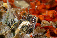 Neoclinus uninotatus (Onespot Fringehead)
