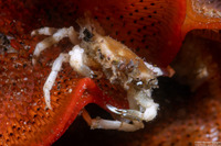 Scyra acutifrons (Sharpnose Crab)