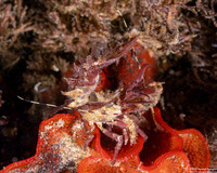 Lebbeus lagunae (Laguna Lebbeid)