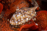 Leptopecten latiauratus (Kelp Scallop)