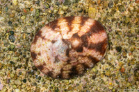 Testudinalia testudinalis (Common Tortoiseshell Limpet)