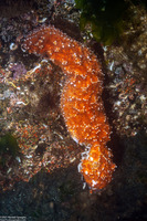 Pisaster ochraceus (Ochre Star)