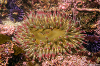 Urticina coriacea (Stubby Rose Anemone)