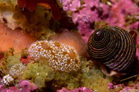 Distaplia occidentalis (Mushroom Ascidian)