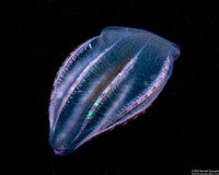 Beroe forskalii (Beroe forskalii)