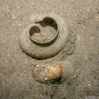 Neverita lewisii (Lewis's Moon Snail)