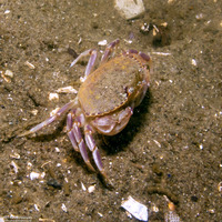 Metacarcinus gracilis (Graceful Crab)