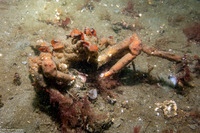 Loxorhynchus crispatus (Masking Crab)