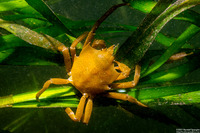 Pugettia producta (Northern Kelp Crab)