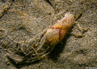 Haminoea vesicula (White Bubble Snail)