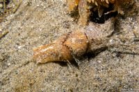 Haminoea vesicula (White Bubble Snail)