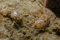 Haminoea vesicula (White Bubble Snail)